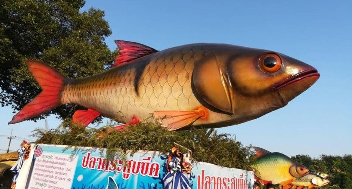 สืบสานประเพณีสุดยิ่งใหญ่ งานประเพณีมหกรรมเทศกาลปลาลุ่มน้ำสงคราม 2562