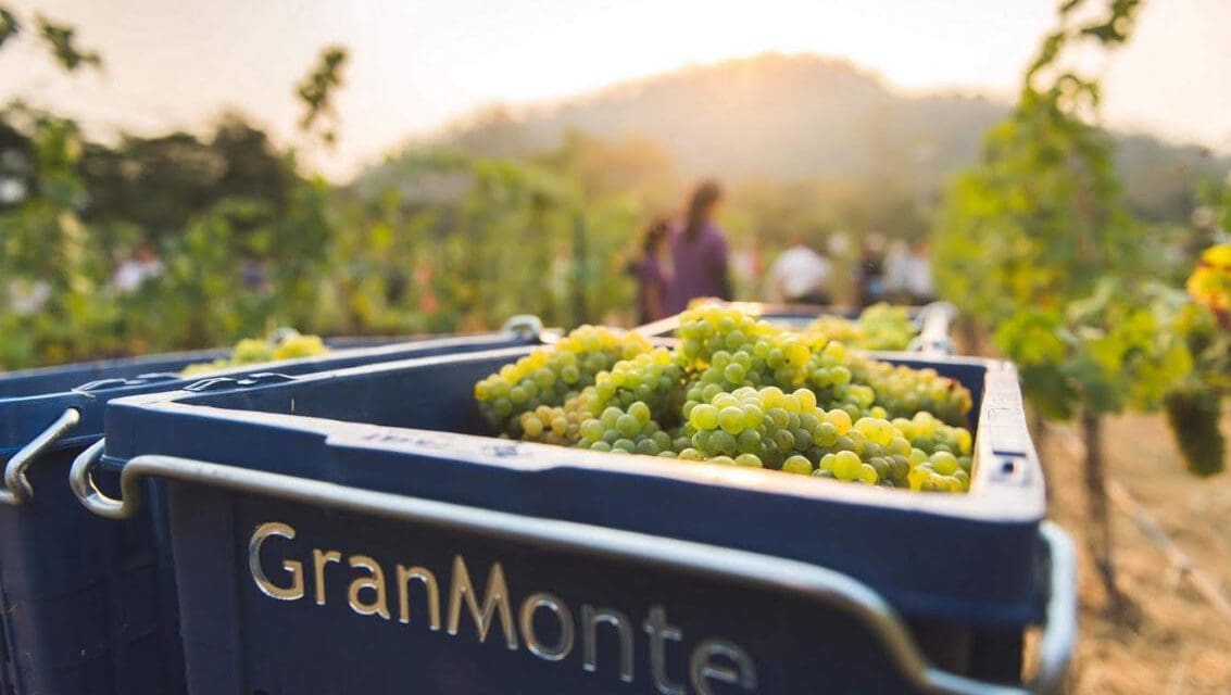 “ไร่องุ่นไวน์กราน-มอนเต้” มอบประสบการณ์สุดพิเศษ กับ “GranMonte Sparkling Harvest Festival 2020”
