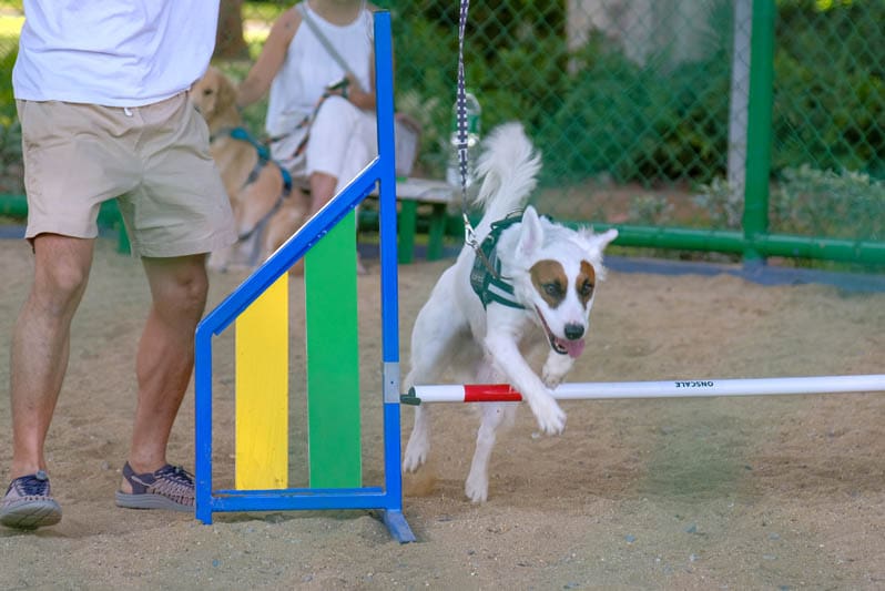 เปิดแล้ว BMA Dog Park สวนวัชราภิรมย์ สวนสาธารณะสำหรับสุนัข