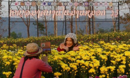 เบญจมาศบาน ในม่านหมอก ครั้งที่ 23 @วังน้ำเขียว