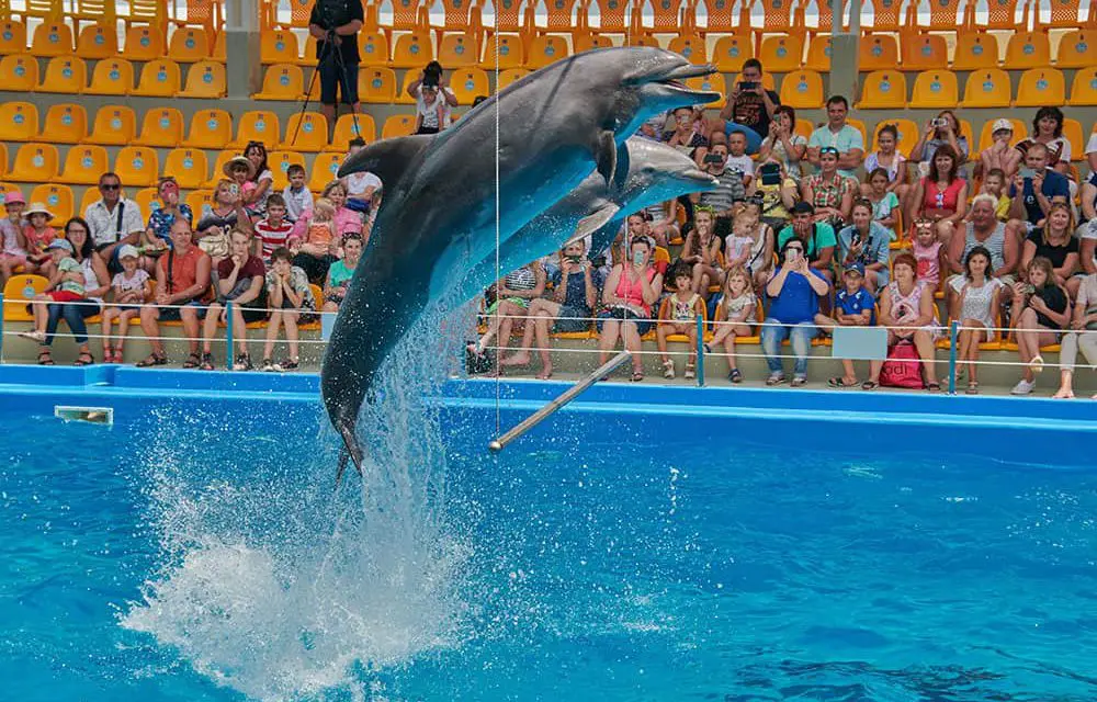 “Pattaya Dolphinarium” ที่เที่ยวใกล้กรุงแห่งใหม่ ฉบับครอบครัว