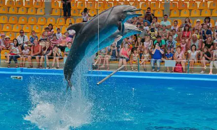 “Pattaya Dolphinarium” ที่เที่ยวใกล้กรุงแห่งใหม่ ฉบับครอบครัว