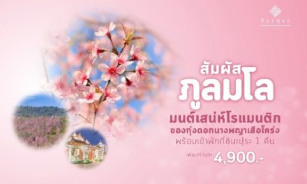 “โรงแรมชินะปุระ” ชวนนักเดินทาง ชมซากุระเมืองไทยที่ “ภูลมโล” กับแพ็คเกจสุดคุ้มรับลมหนาว