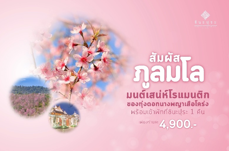 “โรงแรมชินะปุระ” ชวนนักเดินทาง ชมซากุระเมืองไทยที่ “ภูลมโล” กับแพ็คเกจสุดคุ้มรับลมหนาว
