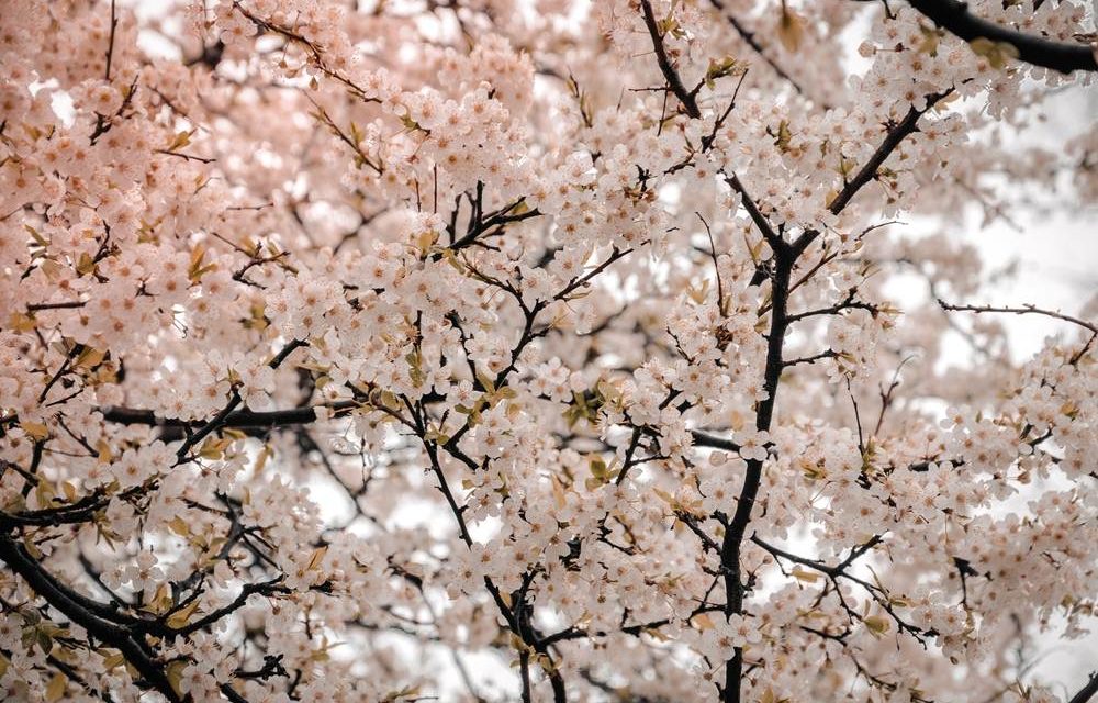 อโกด้า แนะนำ 6 สถานที่ชมดอกซากุระบานรับฤดูใบไม้ผลิ ดื่มด่ำไปกับเทศกาลฮานามิ หรือประเพณีการชมดอกไม้ ในทวีปเอเชีย อเมริกา และยุโรป