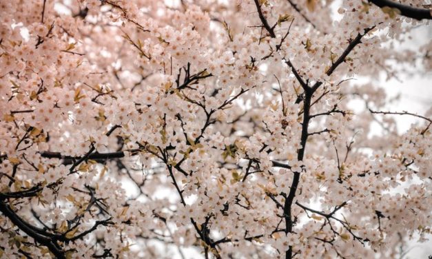 อโกด้า แนะนำ 6 สถานที่ชมดอกซากุระบานรับฤดูใบไม้ผลิ ดื่มด่ำไปกับเทศกาลฮานามิ หรือประเพณีการชมดอกไม้ ในทวีปเอเชีย อเมริกา และยุโรป