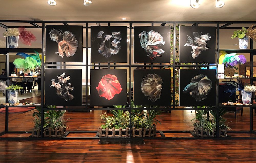 อนันตรา ริเวอร์ไซด์ กรุงเทพฯ ชวนชมงานศิลป์ริมแม่น้ำ กับนิทรรศการภาพถ่าย “ปลากัดไทยความงามแห่งสยาม”