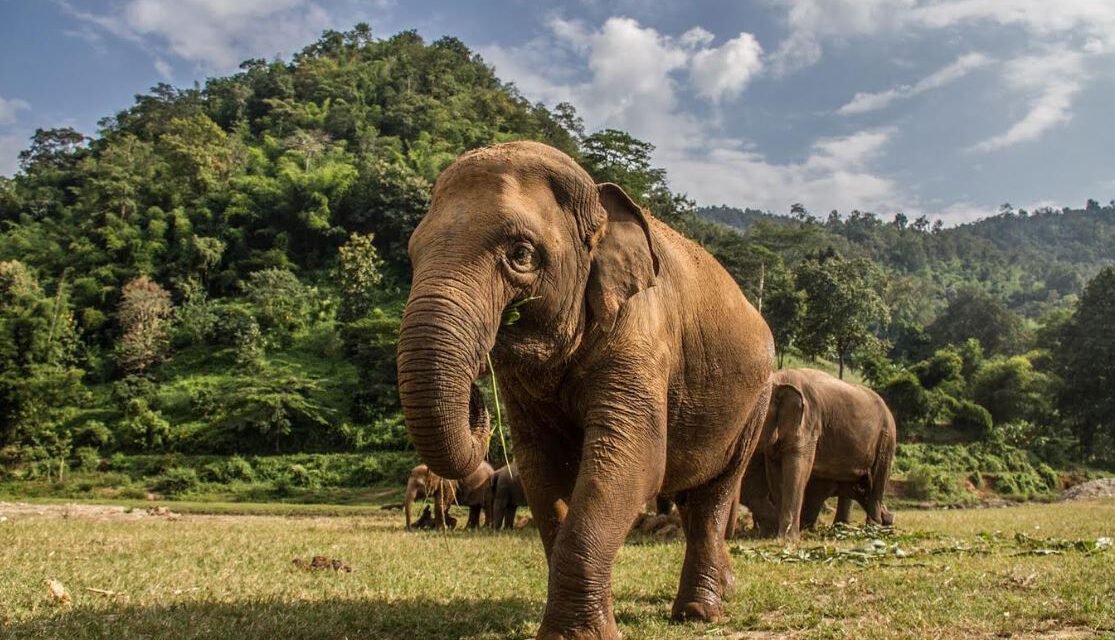 วิกฤตช้างไทย เหตุนักท่องเที่ยวหาย – ช้างนับพันชีวิตต้องต่อสู้กับความหิวโหย หลังโครงการช้างหลายสิบแห่งปิดตัวเพราะสูญรายได้