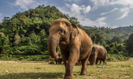 วิกฤตช้างไทย เหตุนักท่องเที่ยวหาย – ช้างนับพันชีวิตต้องต่อสู้กับความหิวโหย หลังโครงการช้างหลายสิบแห่งปิดตัวเพราะสูญรายได้