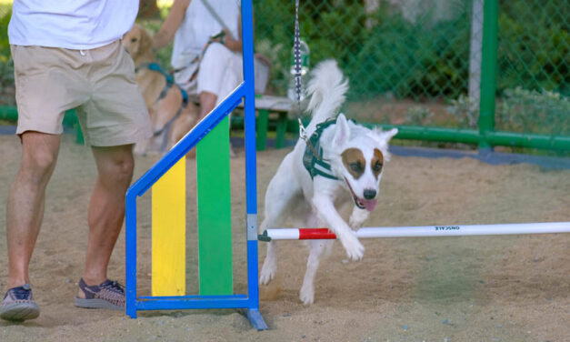เปิดแล้ว BMA Dog Park สวนวัชราภิรมย์ สวนสาธารณะสำหรับสุนัข